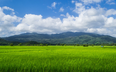 Fototapeta premium Fields, mountains and sky.