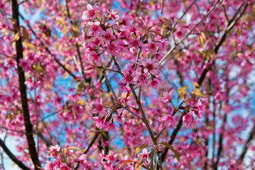 Spring Pink Cherry Blossoms in ChiangMai, Thailand