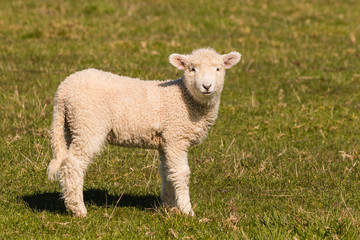 Naklejka na ściany i meble little lamb standing on meadow