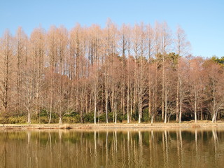 Fototapeta premium 早春のメタセコイア林