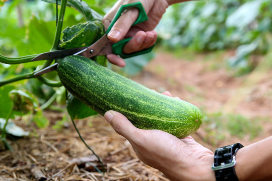 cucumber harvesting
