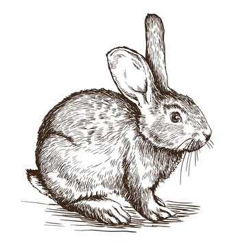 hand drawn sketch of  rabbit