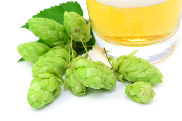 Hopfen Bier
