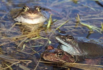 Copulation of The common frog (Rana temporaria) mating, also known as the European common frog, European common brown frog, or European grass frog,