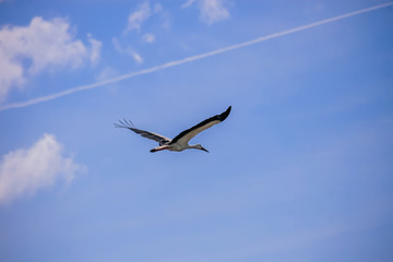 Аист, белый аист