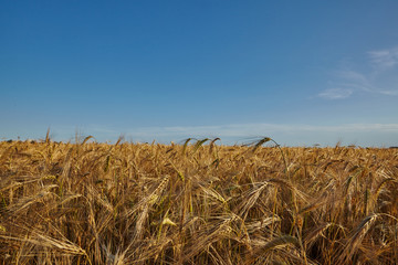 wheat field