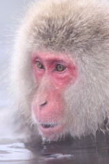 スノーモンキー（地獄谷野猿公苑）