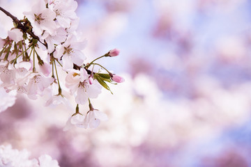 Closeup of cherry tree blossoms in the spring - Powered by Adobe