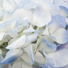 blue hydrangea flower background