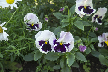 Garden Flowers Pansies