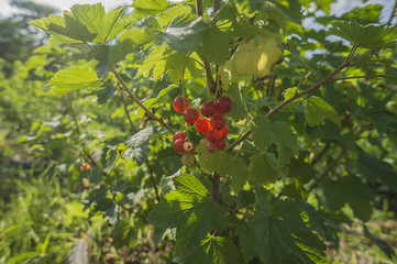 Red Currant