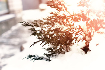 fir tree snow winter macrpo