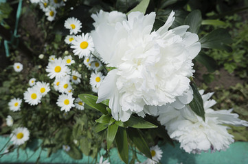 White peony