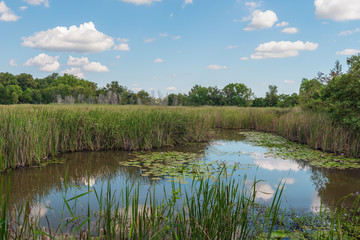Scenic of swamps in national park