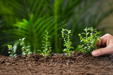 Man's Hand Planting Tree On Ground