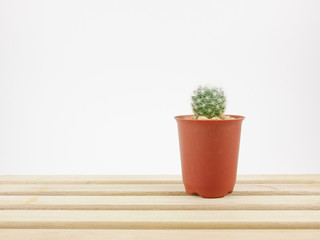 The little green cactus in small plant pot on wooden tray for home decoration.