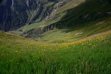 Fotobehang bloemenweide in de bergen zillertal oostenrijk  2015  © cosroy