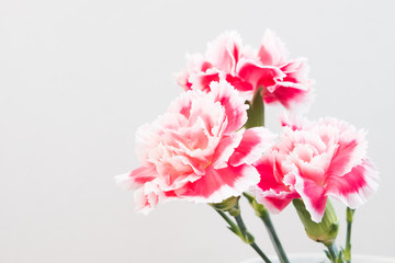 carnation flower,soft focus