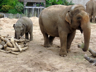 Fototapeta premium Mother and baby elephant at a safari park in the UK
