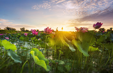 Beautiful lotus flower in blooming at sunrise