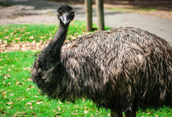 Emu in the Park