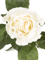 delicate white rose on a white background