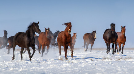 Horse herd run in snow field
