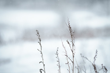 wild grass frozen and covered with snow