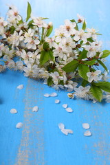 Flowers of cherry on a blue background