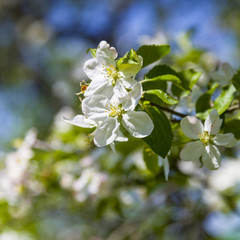 Apple tree in spring day