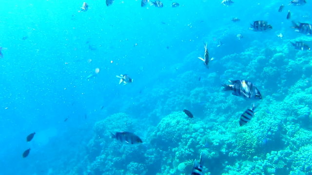 Shoals of fish near a coral reef.