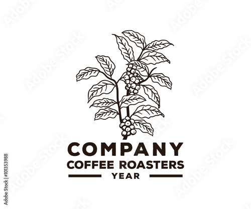 Download "coffee tree bean brewing" Stock image and royalty-free ...