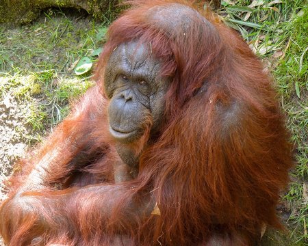 Orang Utan Weibchen