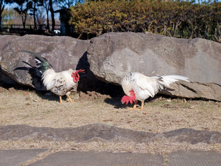 The chickens / Sorry boss / Don't worry