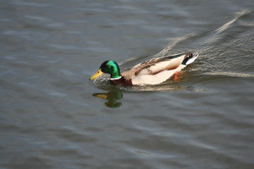 Pato en el Agua