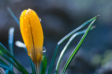 Small yellow crocus flower in drops of water