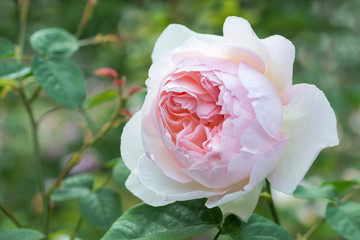 Flower of pink rose