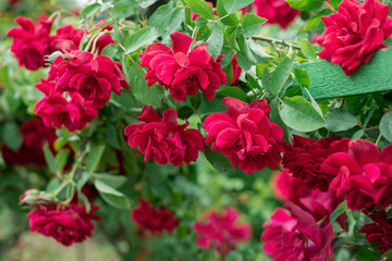 Bush flower red rose