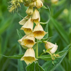 Flower Foxglove © ottochka