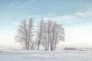 Obraz na płótnie Canvas Snow-covered trees on the shore, winter