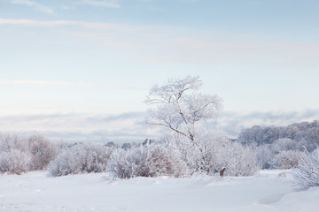 Fototapeta na wymiar Snow-covered trees, winter