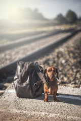 Dachshund sitting near backpack on platform