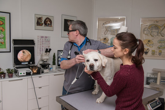 vétérinaire un équipement endoscopie fibroscopie  qui est le meilleur moyen d'explorer les cavités naturelles du chien et chat.