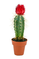 pink cactus 2