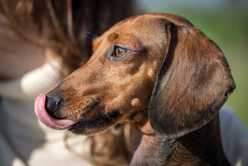 Close-up of cute brown dachshund