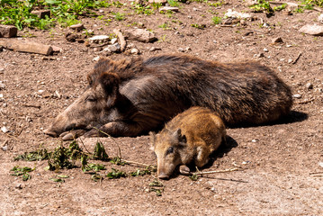 Wildschwein mit Frischling