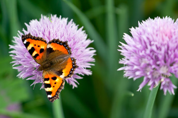 Colorful butterfly on ball of flower