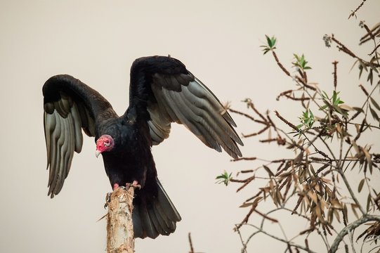 Turkey Vulture wings open perched in motion (latin name Catharses aura)
