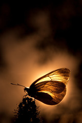 Butterfly backlit
