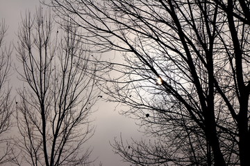 Foggy backlit trees